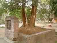 tree where Azad shot himself